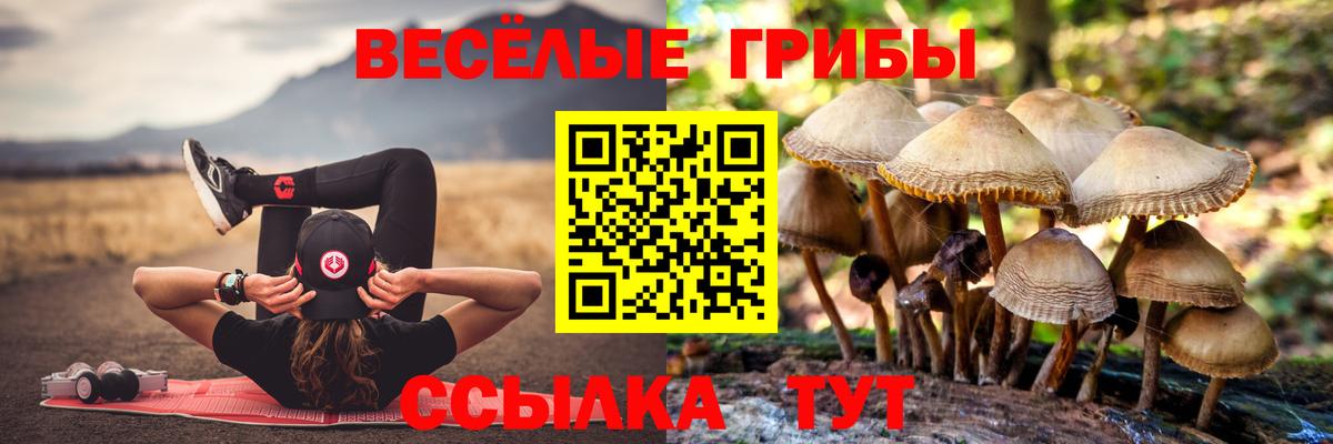 Рассказово  сколько стоит  Вход с VPN  Галлюциногенные грибы Psilocybe 
